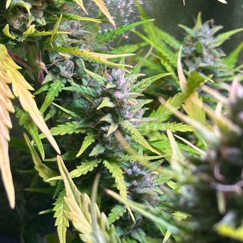 CookiesGelato 🍪 growlog timeline photo