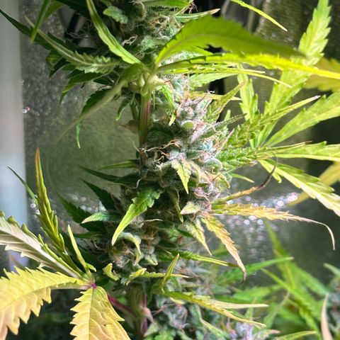 CookiesGelato 🍪 growlog timeline photo