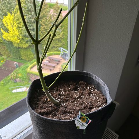 CookiesGelato 🍪 growlog timeline photo