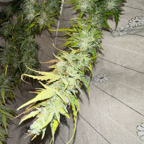 CookiesGelato 🍪 growlog timeline photo