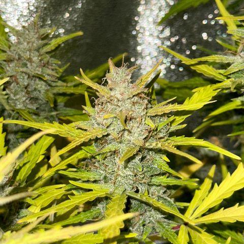 CookiesGelato 🍪 growlog timeline photo