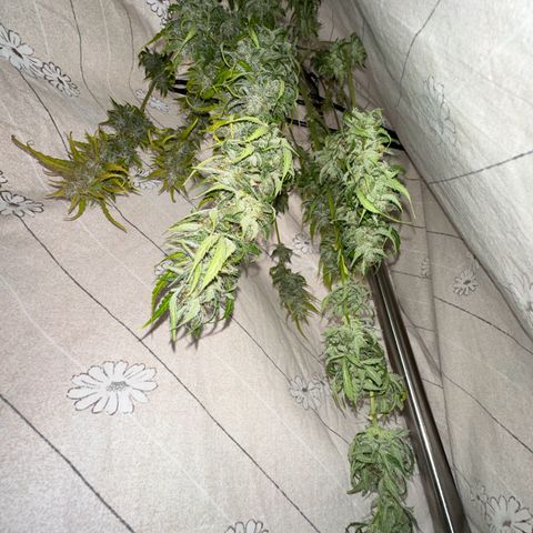 CookiesGelato 🍪 growlog timeline photo