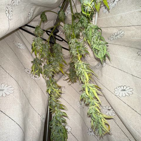 CookiesGelato 🍪 growlog timeline photo