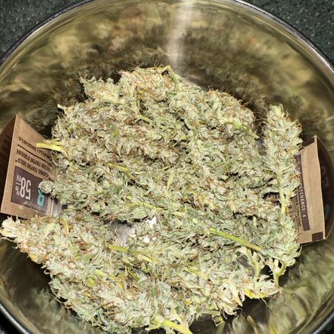 CookiesGelato 🍪 growlog timeline photo