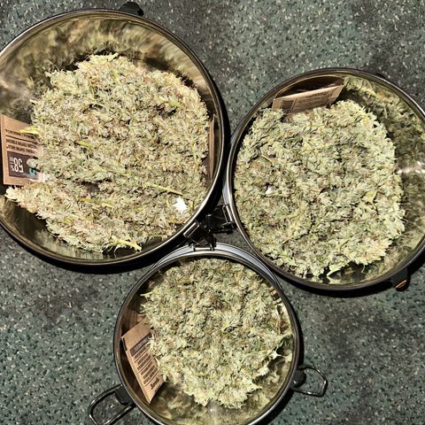 CookiesGelato 🍪 growlog timeline photo