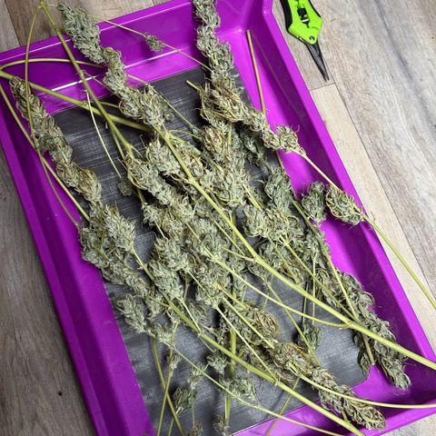 CookiesGelato 🍪 growlog timeline photo