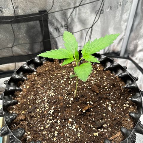 Cookies Gelato #2 🍪 growlog timeline photo