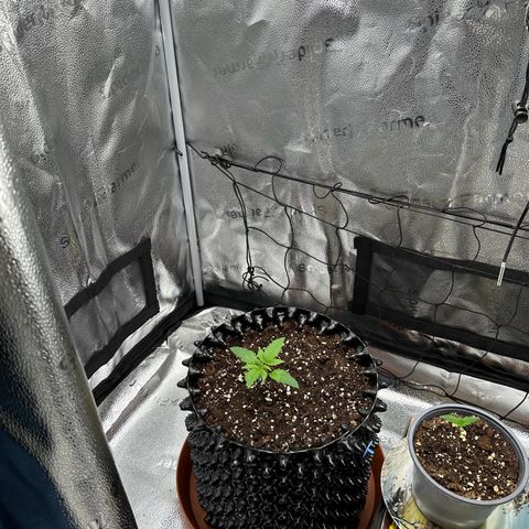 Trainwreck Auto growlog timeline photo