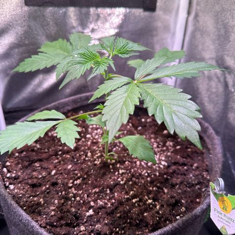 Pink Runtz Auto growlog timeline photo