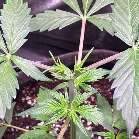 Pink Runtz Auto growlog timeline photo