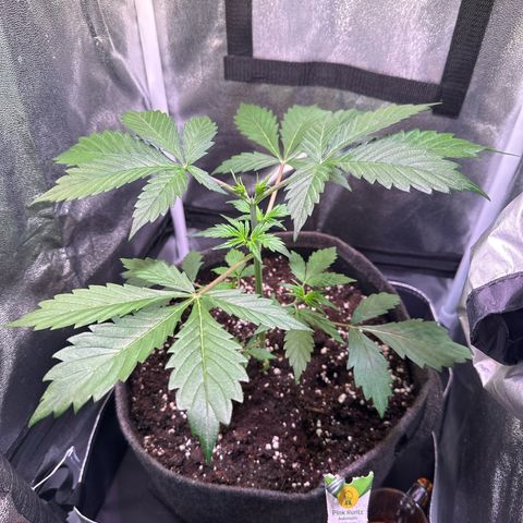 Pink Runtz Auto growlog timeline photo