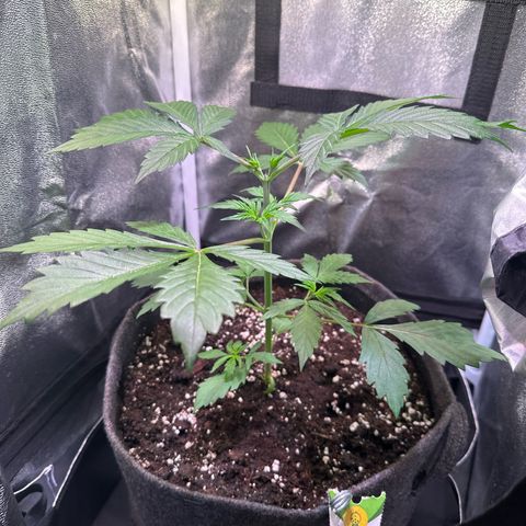 Pink Runtz Auto growlog timeline photo