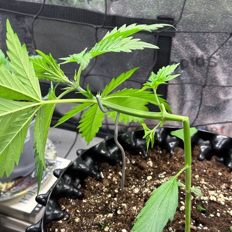 Cookies Gelato #2 🍪 growlog timeline photo