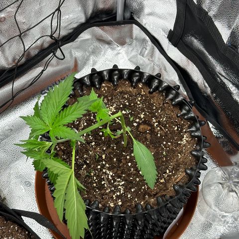 Cookies Gelato #2 🍪 growlog timeline photo