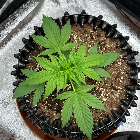 Trainwreck Auto growlog timeline photo