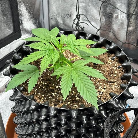 Trainwreck Auto growlog timeline photo