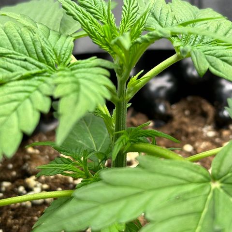 Trainwreck Auto growlog timeline photo