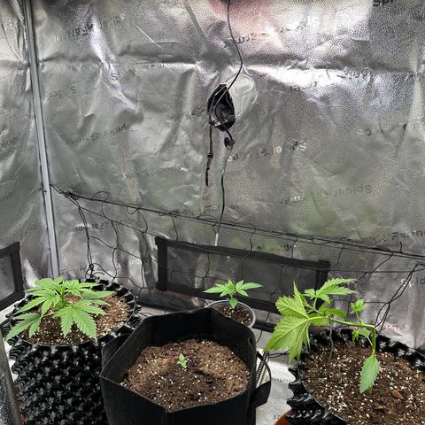 Cookies Gelato #2 🍪 growlog timeline photo