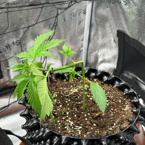 Cookies Gelato #2 🍪 growlog timeline photo