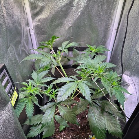 Pink Runtz Auto growlog timeline photo