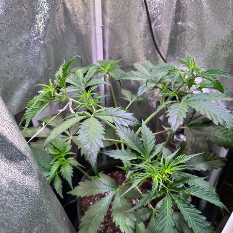 Pink Runtz Auto growlog timeline photo