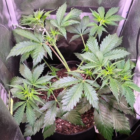 Pink Runtz Auto growlog timeline photo