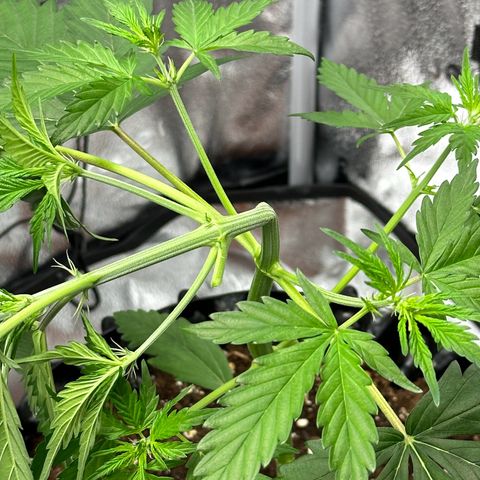 Cookies Gelato #2 🍪 growlog timeline photo