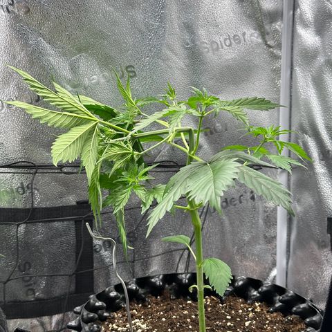Cookies Gelato #2 🍪 growlog timeline photo