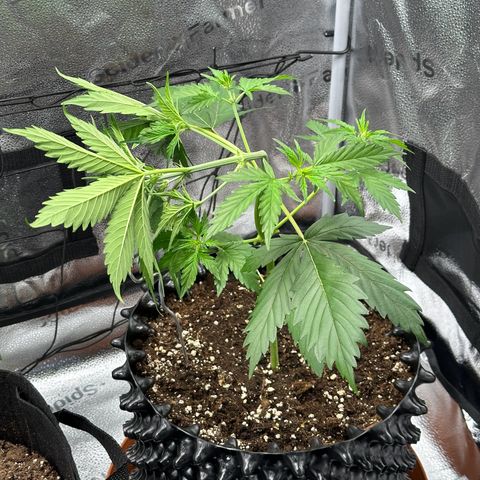 Cookies Gelato #2 🍪 growlog timeline photo