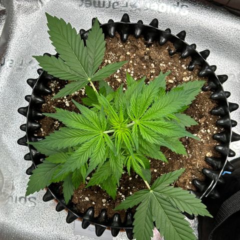 Trainwreck Auto growlog timeline photo