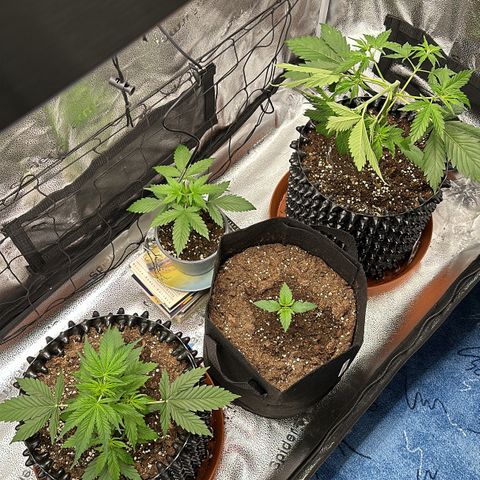 Trainwreck Auto growlog timeline photo