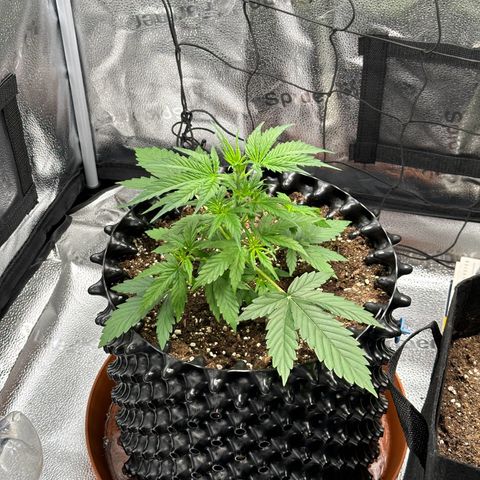 Trainwreck Auto growlog timeline photo