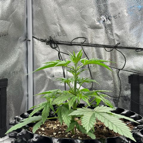 Trainwreck Auto growlog timeline photo