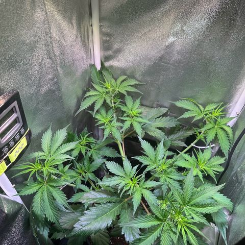 Pink Runtz Auto growlog timeline photo