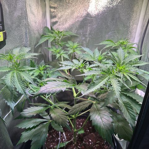 Pink Runtz Auto growlog timeline photo