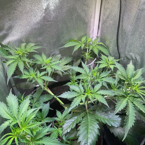 Pink Runtz Auto growlog timeline photo