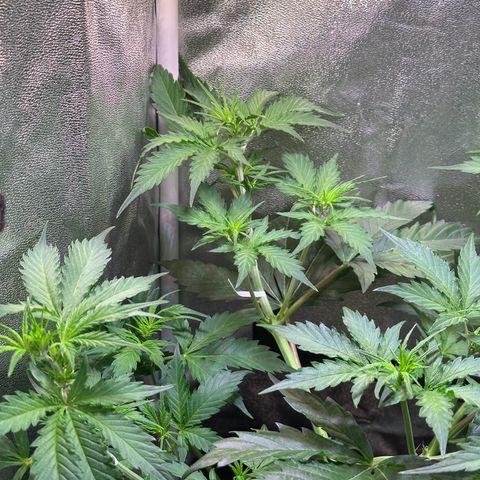 Pink Runtz Auto growlog timeline photo