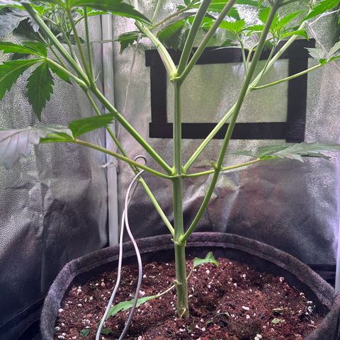 Pink Runtz Auto growlog timeline photo