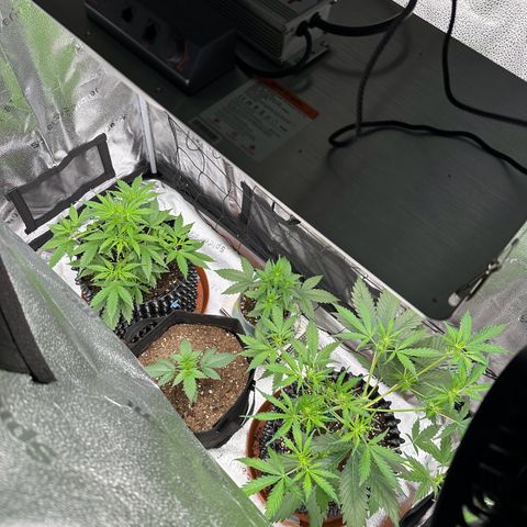 Trainwreck Auto growlog timeline photo
