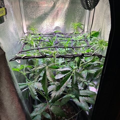 Pink Runtz Auto growlog timeline photo