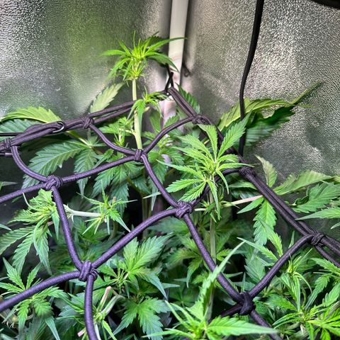 Pink Runtz Auto growlog timeline photo