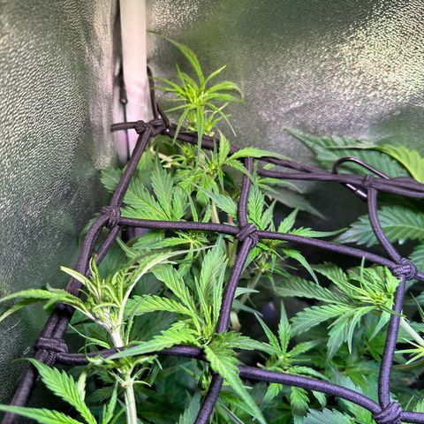 Pink Runtz Auto growlog timeline photo