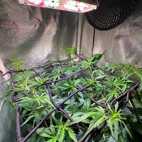 Pink Runtz Auto growlog timeline photo