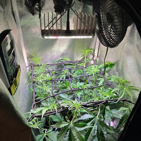 Pink Runtz Auto growlog timeline photo