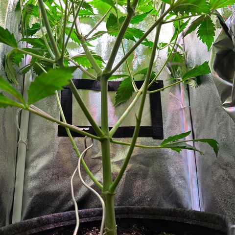 Pink Runtz Auto growlog timeline photo