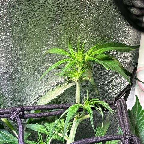 Pink Runtz Auto growlog timeline photo