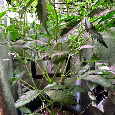 Pink Runtz Auto growlog timeline photo