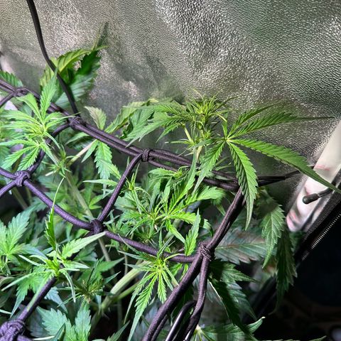 Pink Runtz Auto growlog timeline photo