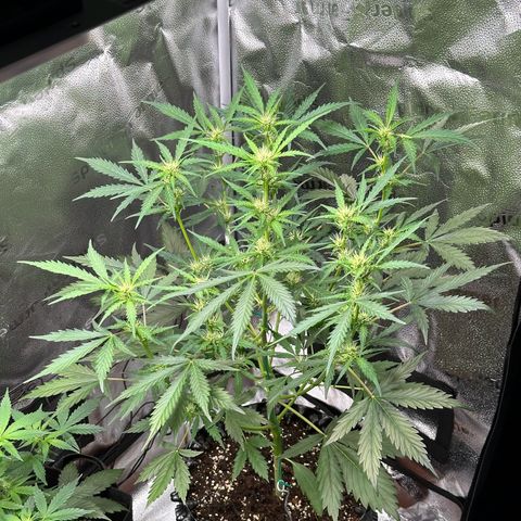 Cookies Gelato #2 🍪 growlog timeline photo