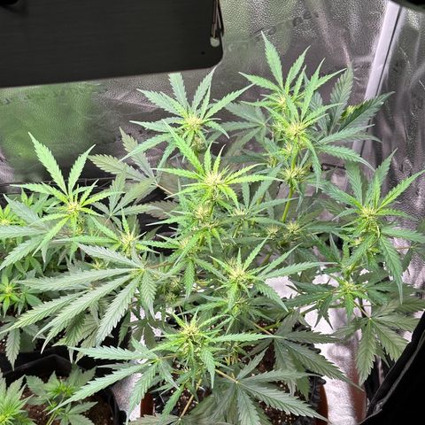 Cookies Gelato #2 🍪 growlog timeline photo